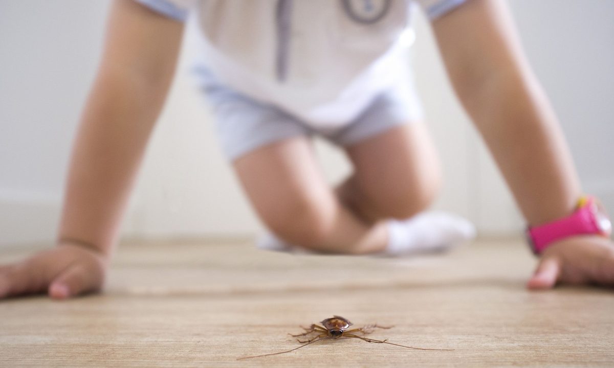 7 φυσικοί τρόποι να διώξετε τις κατσαρίδες αν έχετε μικρά παιδιά