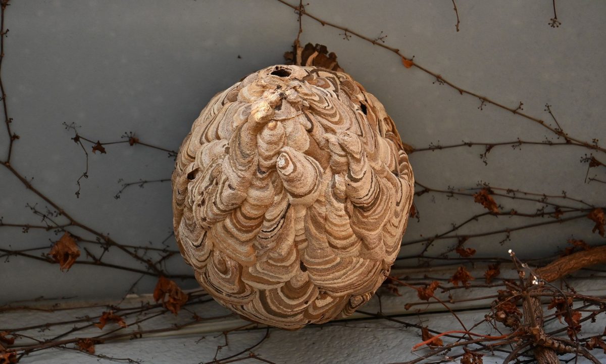 Πώς καταστρέφεται μια σφηκοφωλιά;