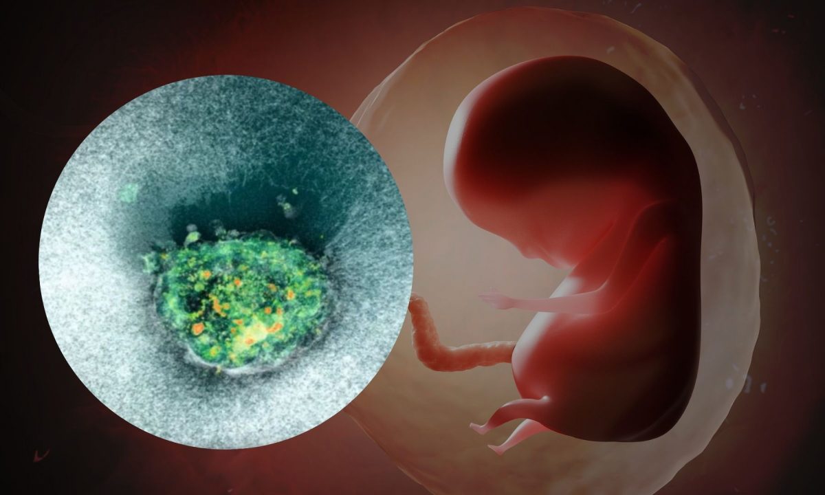 Η πρώτη ζωντανή καταγραφή της εμφύτευσης ανθρώπινου εμβρύου (βίντεο)