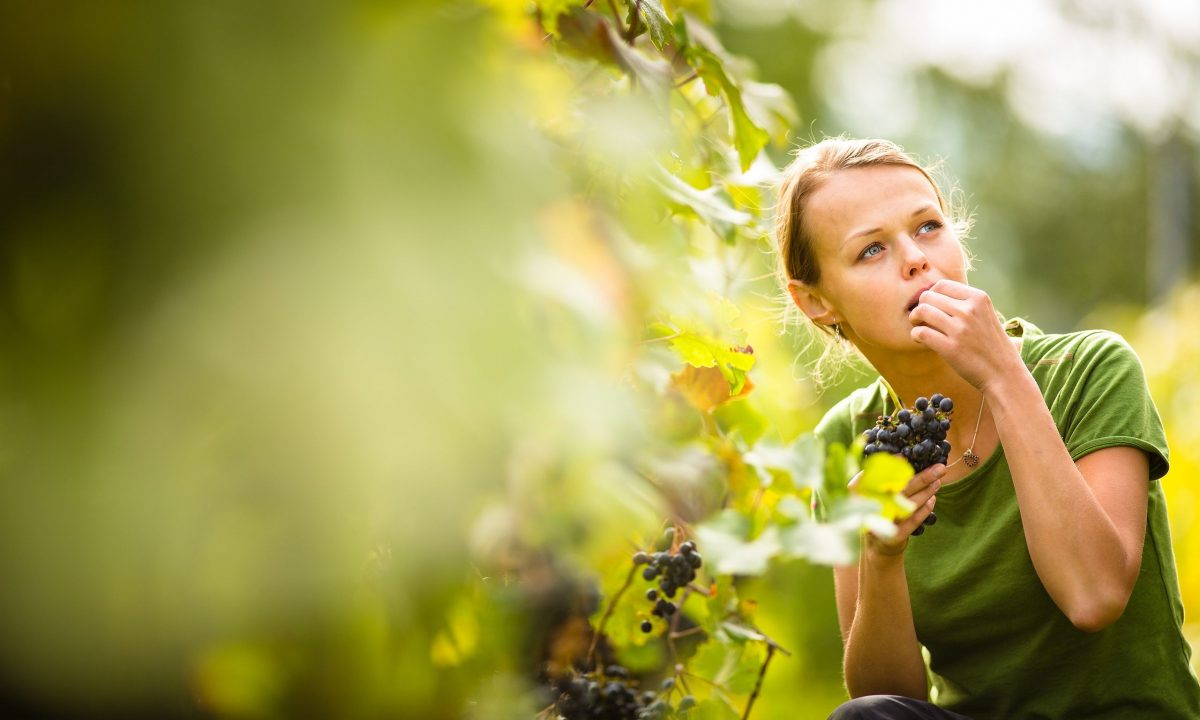 Παχαίνουν τα σταφύλια; Τι λένε οι ειδικοί