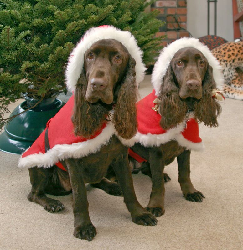 Καλή Χρονιά από μερικούς "διαφορετικούς" Άγιους Βασίληδες!