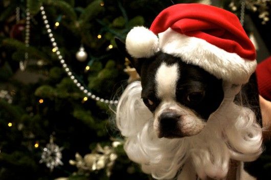 Καλή Χρονιά από μερικούς "διαφορετικούς" Άγιους Βασίληδες!