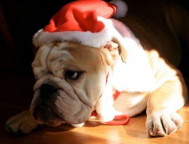 Καλή Χρονιά από μερικούς "διαφορετικούς" Άγιους Βασίληδες!