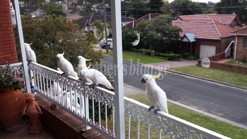 Fathers mayday: «Οι περιπέτειες του Γιώργου Λιανού στην Αυστραλία!» (φώτος & βίντεο)