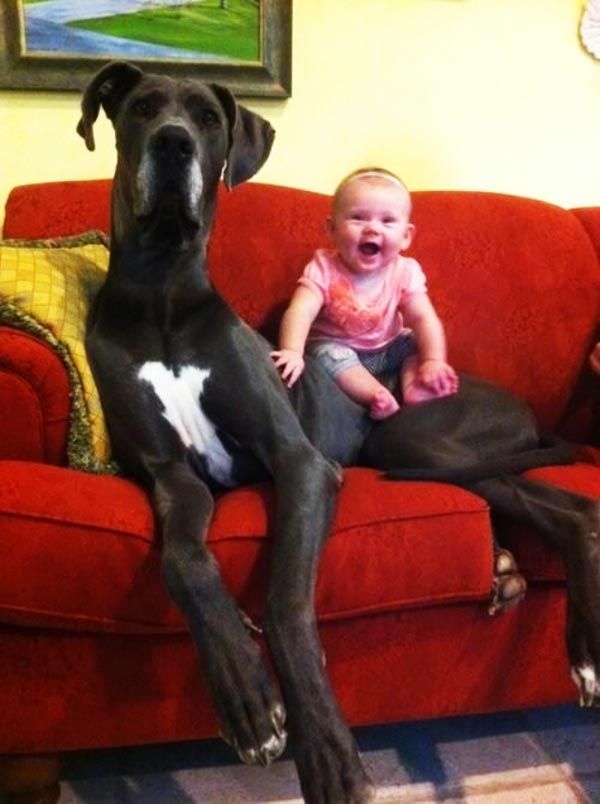 Όταν τα σκυλάκια κάνουν τα πάντα για χάρη του παιδιού! (εικόνες)