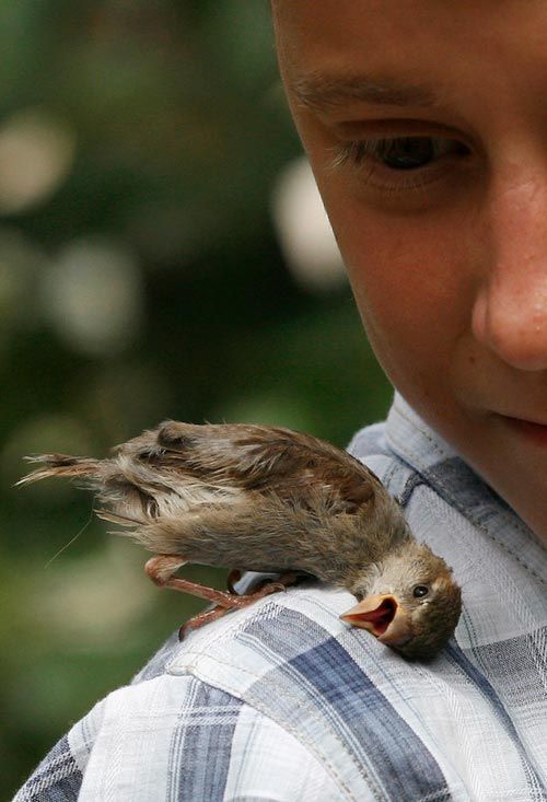 Η σπάνια φιλία ενός 12χρονου αγοριού με ένα σπουργίτι! (φωτογραφίες)