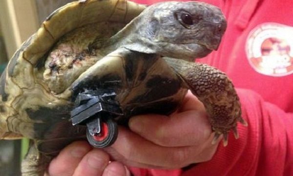 Δείτε τη χελώνα με πόδι…από lego!