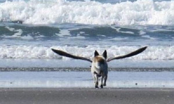 Σκύλος με φτερά έτοιμος να πετάξει! Δείτε την απίστευτη φωτογραφία που σαρώνει στο διαδίκτυο