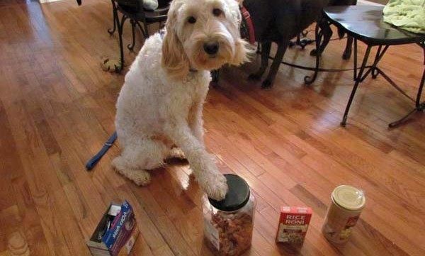 Η συγκινητική ιστορία ενός αξιολάτρευτου σκύλου που σώζει από αλλεργικό σοκ, ένα 7χρονο κορίτσι!