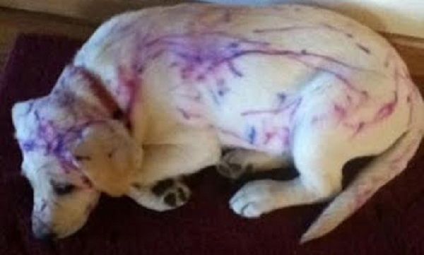 Οταν έχεις παιδιά ποτέ δεν ξέρεις τι θα αντικρύσεις! Δείτε τις φωτογραφίες