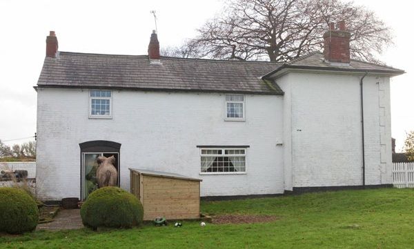 Απίστευτο: Οικογένεια τρώει το πρωινό της με μία καμήλα! (εικόνες)