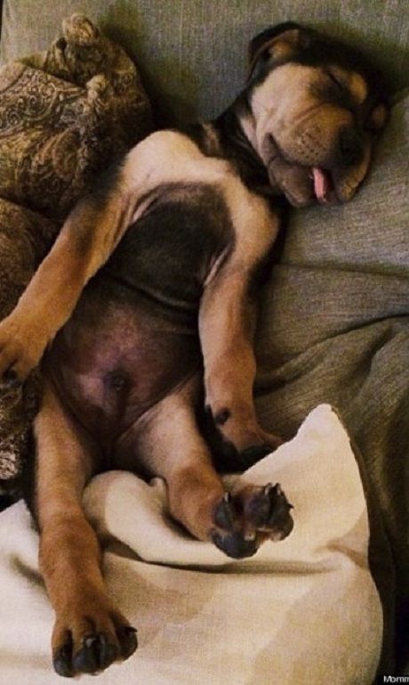 Το αγοράκι και το κουταβάκι που κοιμούνται πάντα παρέα, σε νέες περιπέτειες (εικόνες)