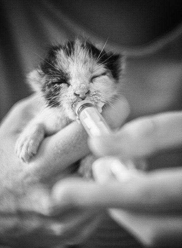 Έζησε από θαύμα! Δείτε το τρυφερό γατάκι που έχει συγκινήσει το διαδίκτυο (εικόνες)