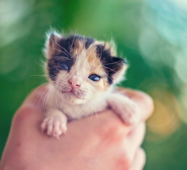 Έζησε από θαύμα! Δείτε το τρυφερό γατάκι που έχει συγκινήσει το διαδίκτυο (εικόνες)