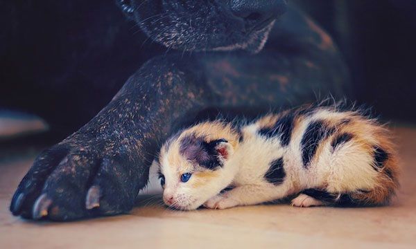 Έζησε από θαύμα! Δείτε το τρυφερό γατάκι που έχει συγκινήσει το διαδίκτυο (εικόνες)