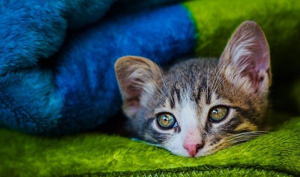 Έζησε από θαύμα! Δείτε το τρυφερό γατάκι που έχει συγκινήσει το διαδίκτυο (εικόνες)