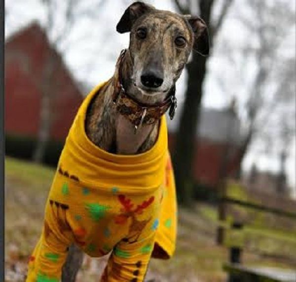 Ο μεγαλύτερος φαν του Μπάτμαν είναι σκύλος! Φοράει και πυτζάμες με τον αγαπημένο του ήρωα! (εικόνες,βίντεο)