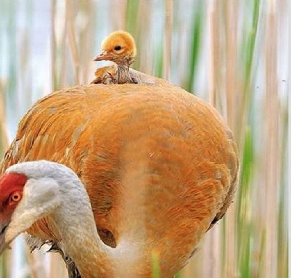 Αυτά τα νεογέννητα ζωάκια, μας έχουν κλέψει την καρδιά! (εικόνες)
