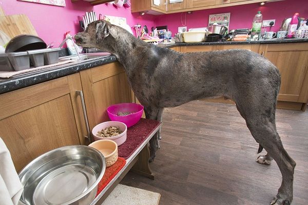 Το 18 μηνών κουταβάκι με τις γιγάντιες διαστάσεις! (εικόνες)