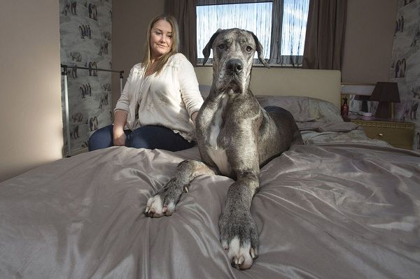 Το 18 μηνών κουταβάκι με τις γιγάντιες διαστάσεις! (εικόνες)