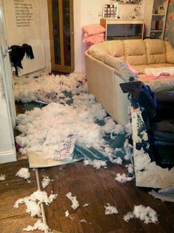 Το 18 μηνών κουταβάκι με τις γιγάντιες διαστάσεις! (εικόνες)