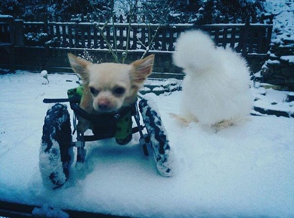 Έχουν γίνει αχώριστοι! Η μοναδική φιλία τους έκανε το γύρο του κόσμου! (εικόνες)