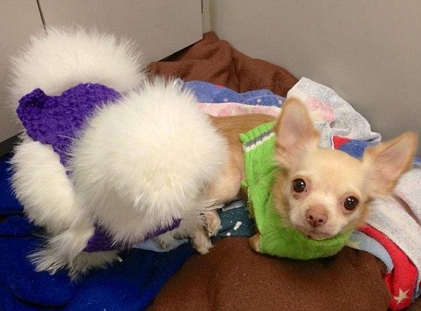 Έχουν γίνει αχώριστοι! Η μοναδική φιλία τους έκανε το γύρο του κόσμου! (εικόνες)