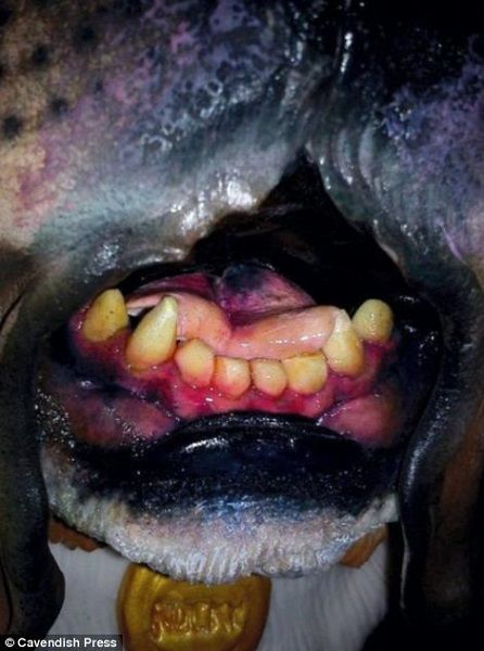 Να λυπάσαι να τις φας! Η 26χρονη που ανήγαγε τη δημιουργία τούρτας σε τέχνη! (εικόνες)