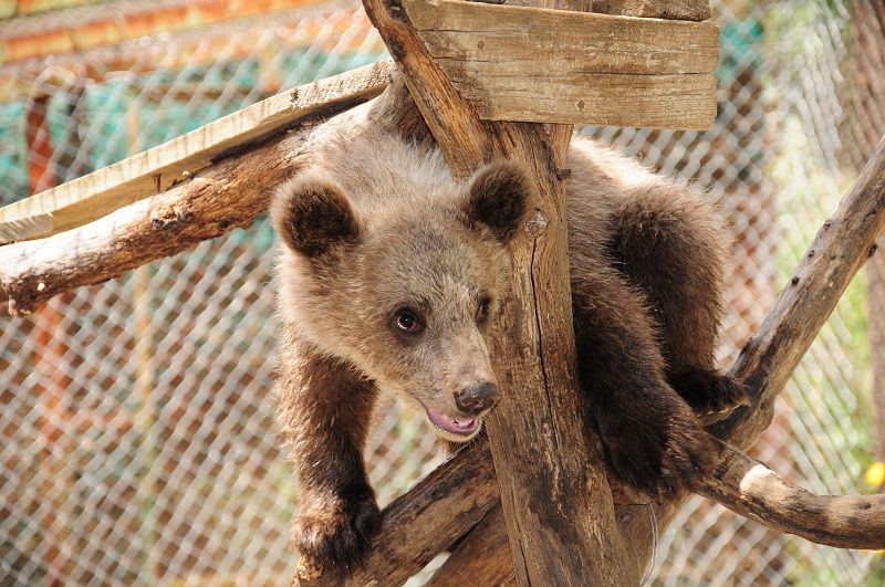 Μεγαλώνει το ορφανό αρκουδάκι του «Αρκτούρου» και προτιμάει το... λούτρινο αρκουδάκι της!