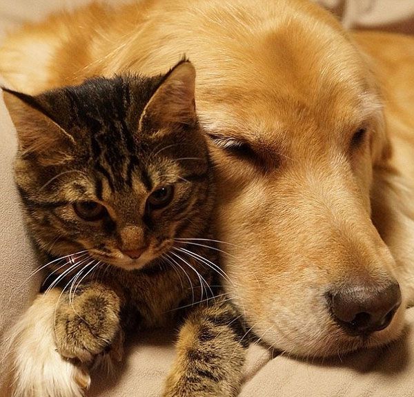 Η καλύτερη οικογένεια: Ένας σκύλος-πατέρας για τα αδέσποτα γατάκια (εικόνες)