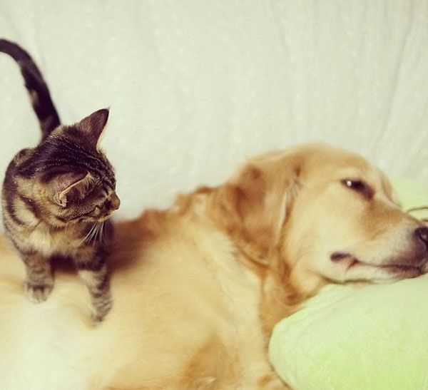 Η καλύτερη οικογένεια: Ένας σκύλος-πατέρας για τα αδέσποτα γατάκια (εικόνες)