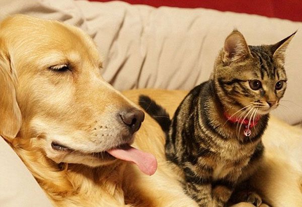 Η καλύτερη οικογένεια: Ένας σκύλος-πατέρας για τα αδέσποτα γατάκια (εικόνες)