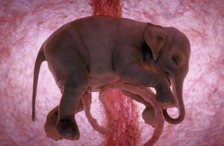 Ζώα μέσα στη μήτρα! (φωτογραφίες & βίντεο)