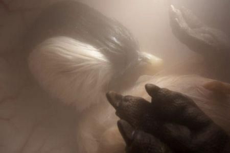 Ζώα μέσα στη μήτρα! (φωτογραφίες & βίντεο)