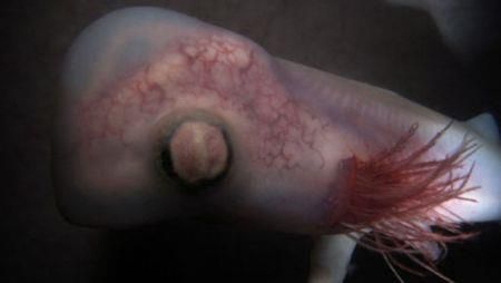 Ζώα μέσα στη μήτρα! (φωτογραφίες & βίντεο)