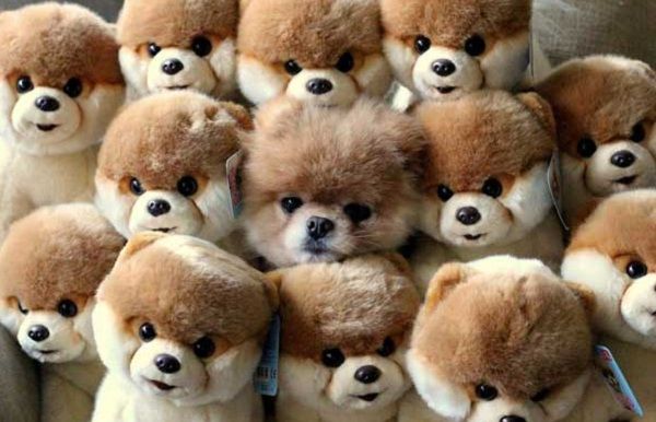 Αυτά είναι τα κατοικίδια που μπορεί να τα χάσεις μέσα στο σπίτι! (εικόνες)