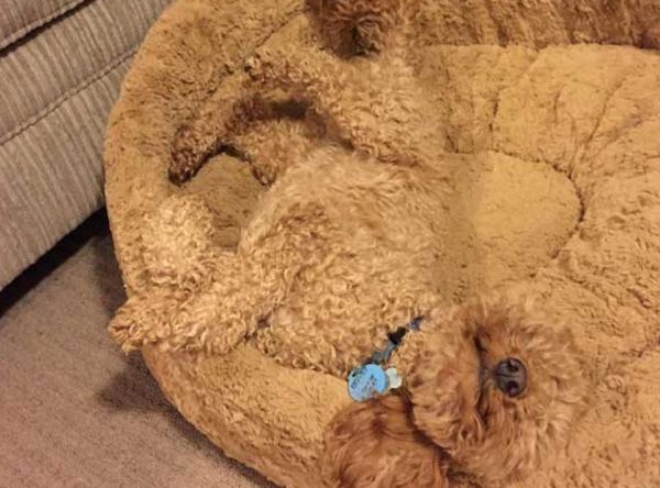 Αυτά είναι τα κατοικίδια που μπορεί να τα χάσεις μέσα στο σπίτι! (εικόνες)