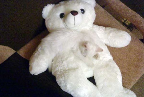 Αυτά είναι τα κατοικίδια που μπορεί να τα χάσεις μέσα στο σπίτι! (εικόνες)