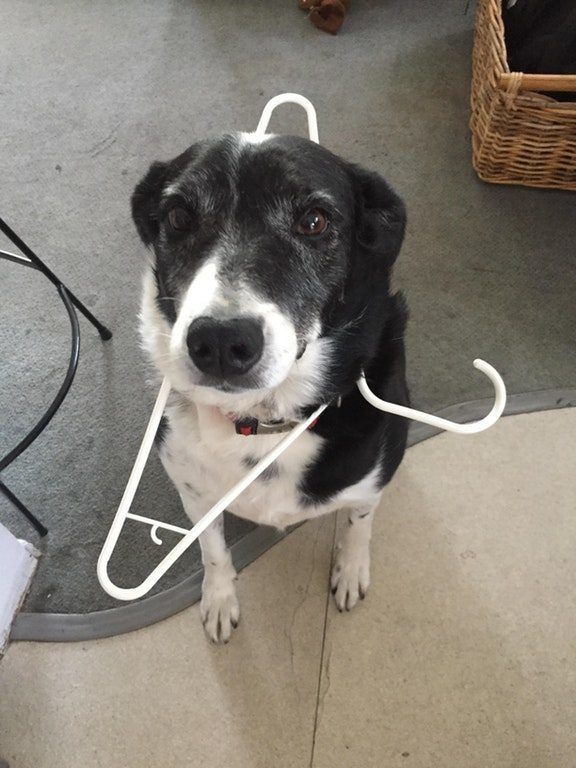 Αυτές είναι οι πιο ασυνήθιστες και αστείες φωτογραφίες με ζώα που έχετε δει