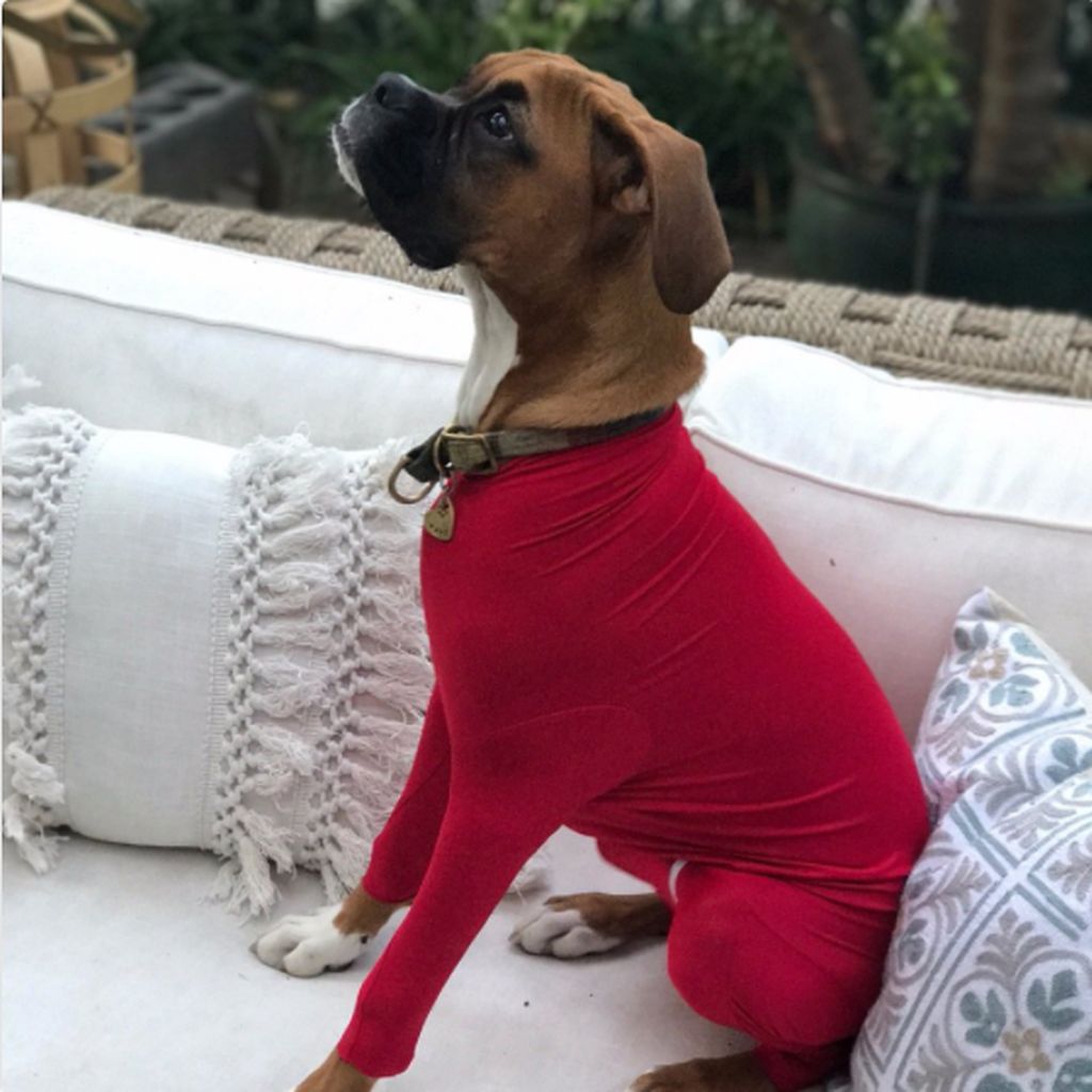 Δεν υπάρχουν αυτές οι φωτογραφίες: Σκύλοι είναι τα απόλυτα fashion icons (pics)