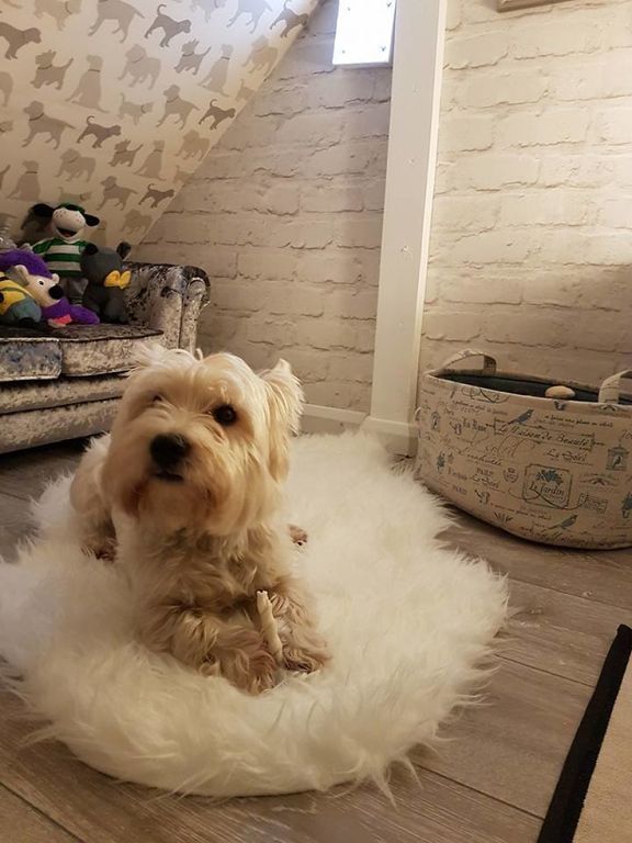 Ζευγάρι θα αποκτούσε κοριτσάκι: Δείτε τι έφτιαξαν στον σκύλο τους για να μην ζηλεύει (pics)