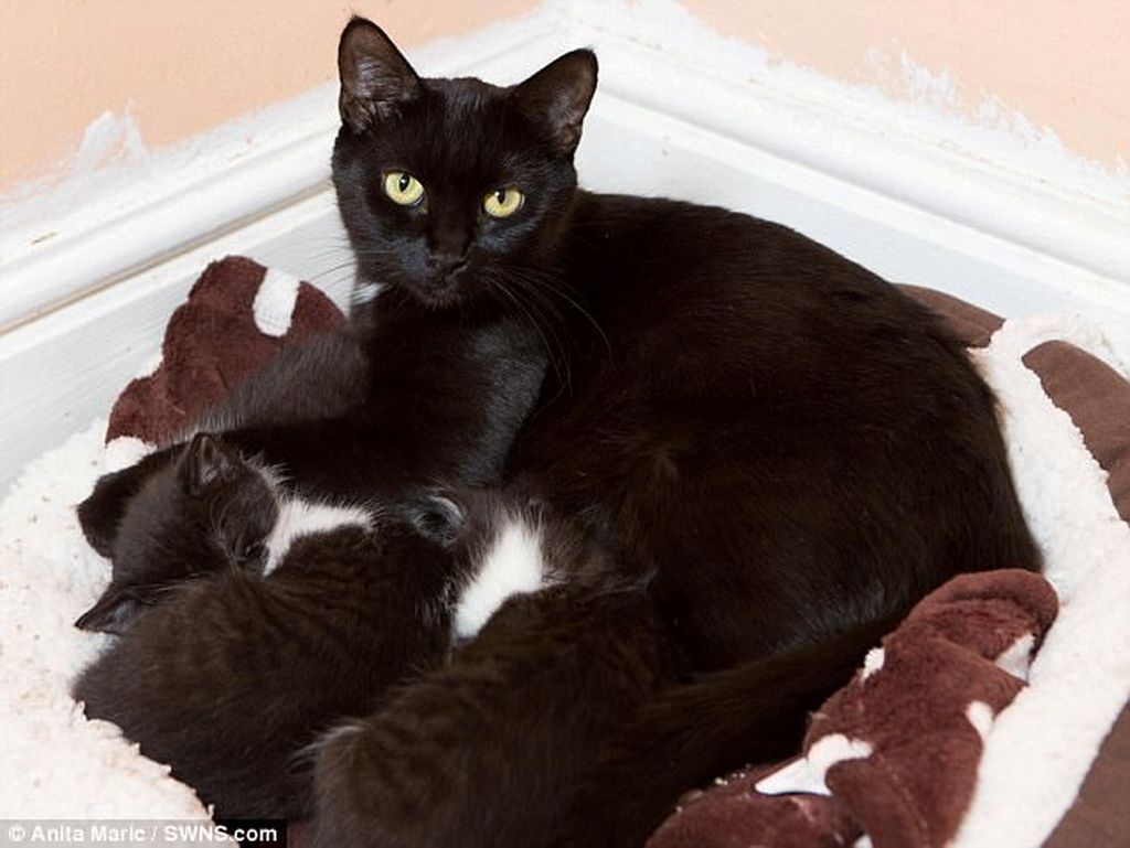 Ο απίστευτος λόγος που πολλοί άνθρωποι εγκαταλείπουν τις μαύρες γάτες