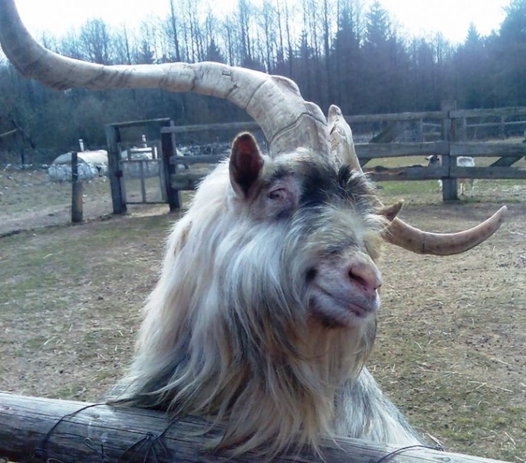 Ποιος είπε ότι τα ζώα δεν στήνονται για μία φωτογραφία; Δείτε τις απίστευτες πόζες τους στο φακό