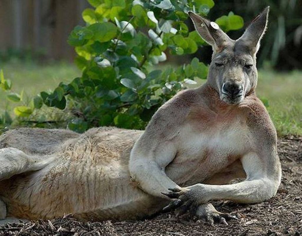 Ποιος είπε ότι τα ζώα δεν στήνονται για μία φωτογραφία; Δείτε τις απίστευτες πόζες τους στο φακό