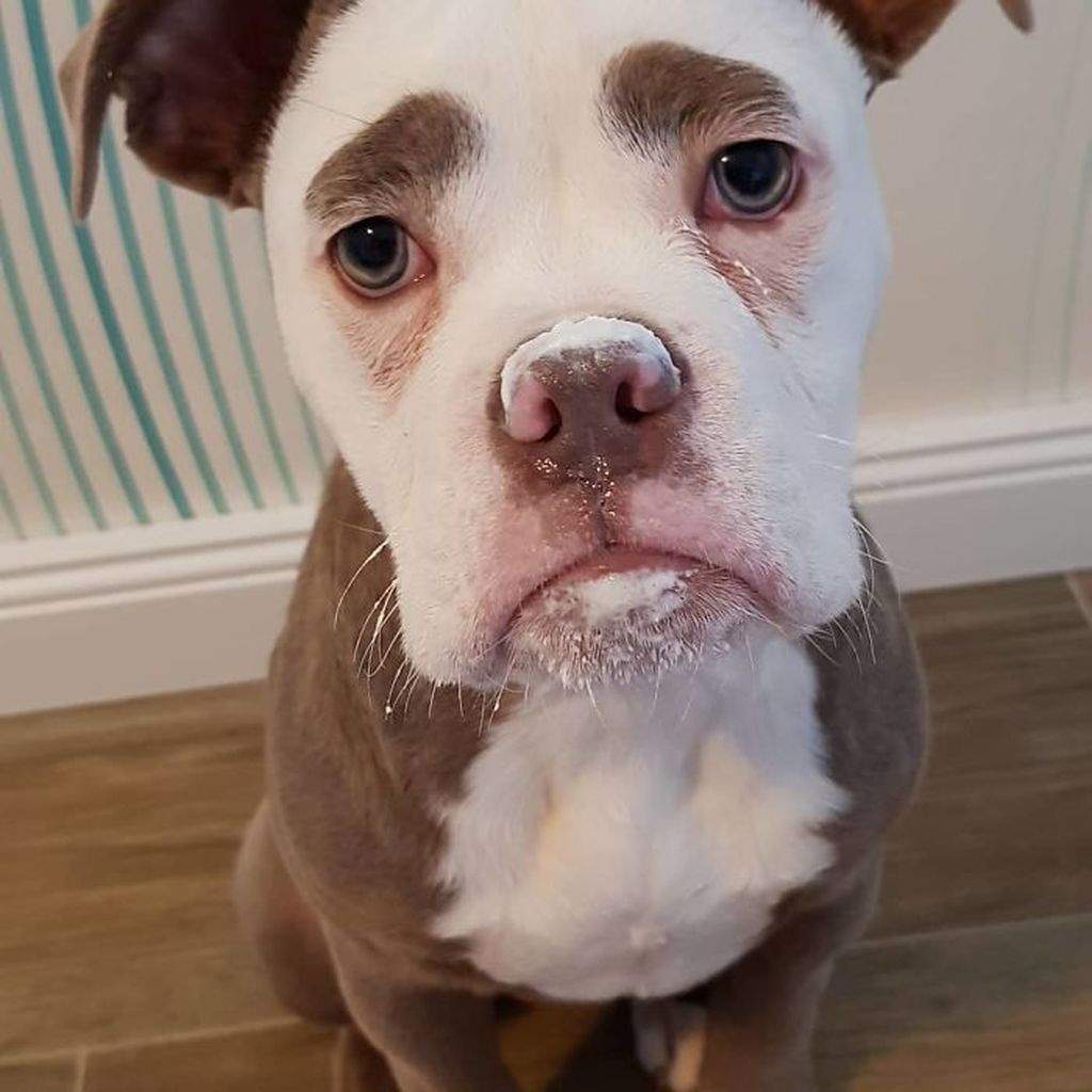 Αυτή είναι η πιο θλιμμένη σκυλίτσα του διαδικτύου, που έχει κατακτήσει του πάντες (pics)