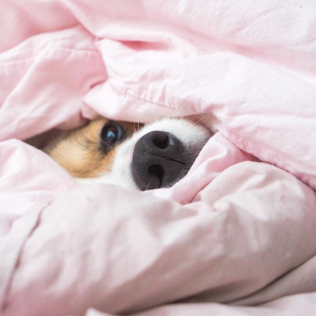 Aυτό το σκυλάκι είναι μια ντίβα και  βγαίνει τις πιο ωραίες φωτογραφίες (pics)