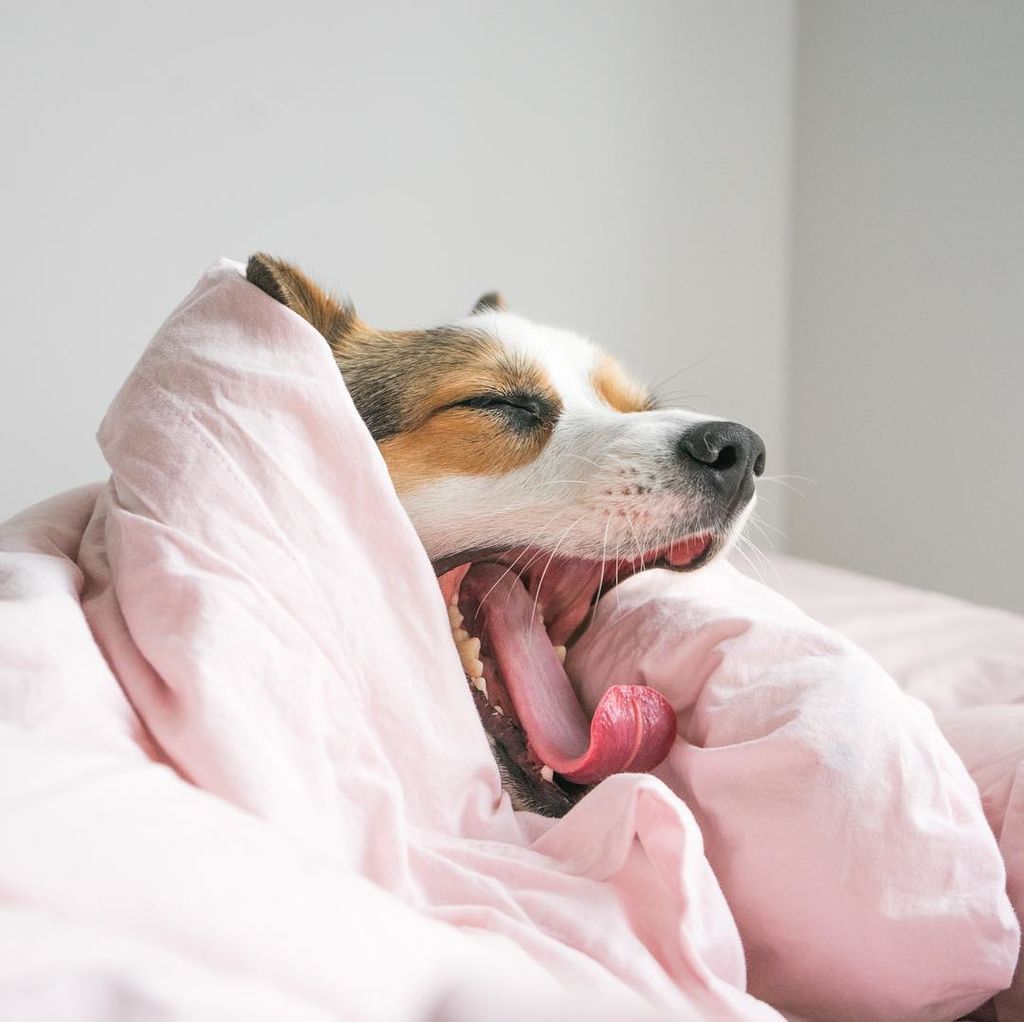 Aυτό το σκυλάκι είναι μια ντίβα και  βγαίνει τις πιο ωραίες φωτογραφίες (pics)