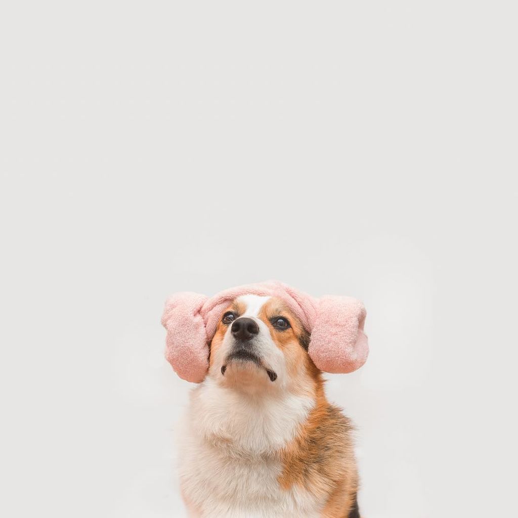 Aυτό το σκυλάκι είναι μια ντίβα και  βγαίνει τις πιο ωραίες φωτογραφίες (pics)