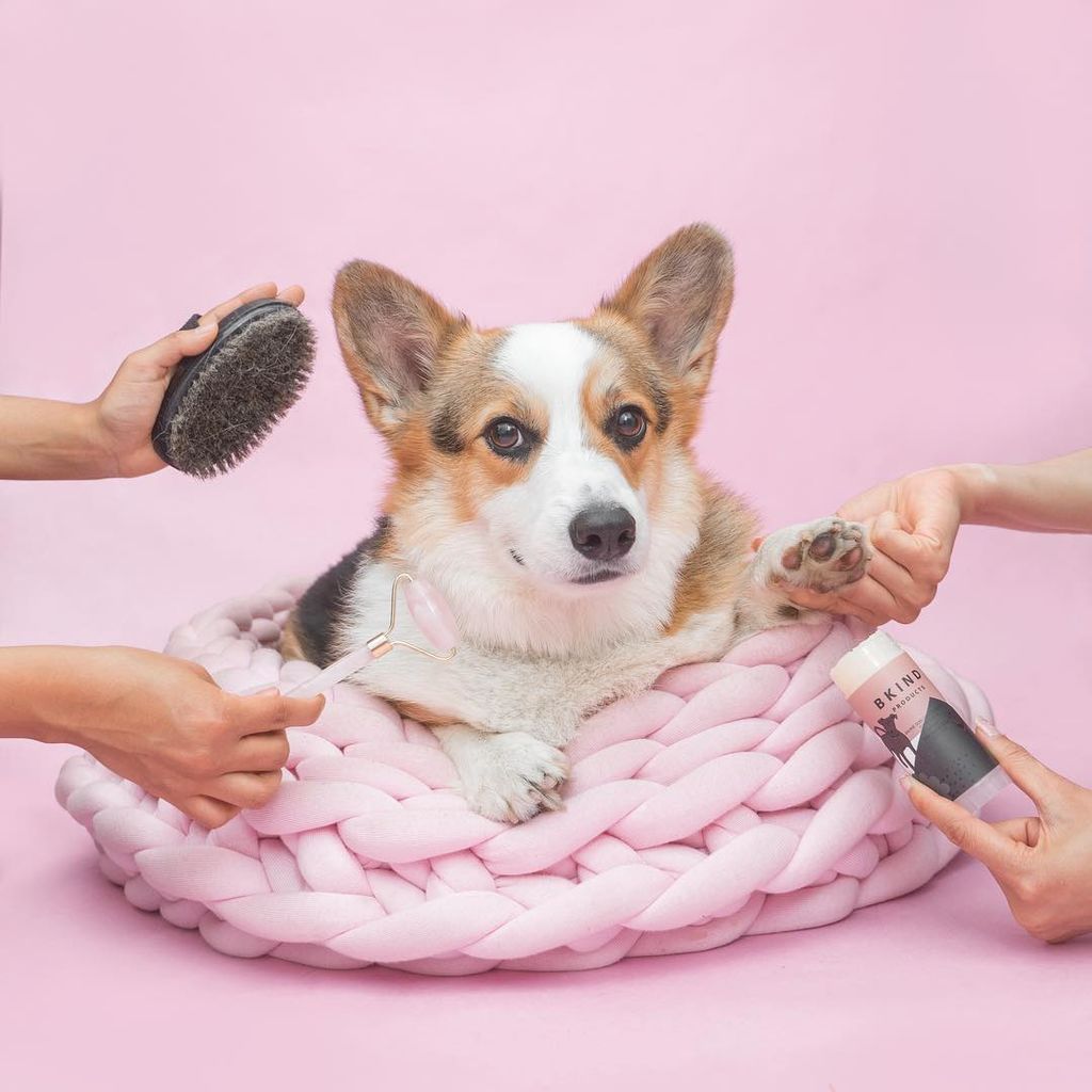 Aυτό το σκυλάκι είναι μια ντίβα και  βγαίνει τις πιο ωραίες φωτογραφίες (pics)