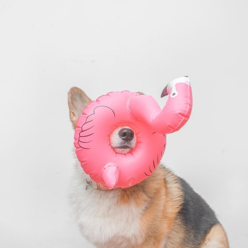 Aυτό το σκυλάκι είναι μια ντίβα και  βγαίνει τις πιο ωραίες φωτογραφίες (pics)